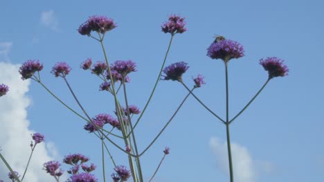Honigbiene-Landete-Auf-Einer-Hochschwankenden-Blume