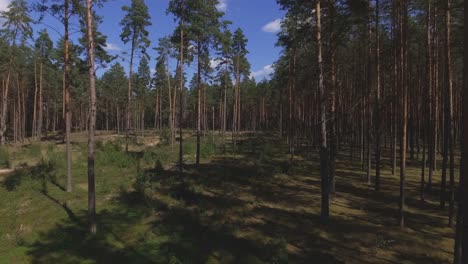 Thinned-Area-in-the-Coniferous-Pine-Forest-on-a-Sunny-Summer-Day-2