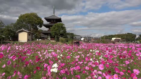 Templo-Hokki-ji-Y-Campo-De-Flores-Del-Cosmos