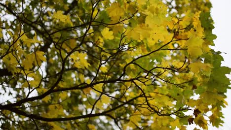 Looking-up-at-the-autumn-yellows