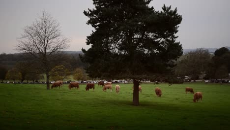 Cows-grazing-in-the-afternoon-light