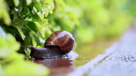 Close-up-of-a-snail-moving-towards-vegetation-on-a-rainy-day