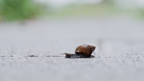 An-African-land-snail-moving-across-a-path-on-a-rainy-day
