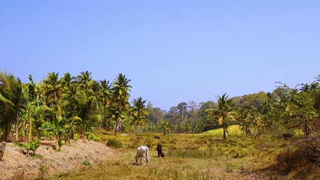 Cows-in-the-jungle-eating-grass-on-Neil-island,-Andaman-and-Nicobar-islands,-India-during-a-warm-summer-day-with-some-wind