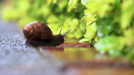Back-shot-of-a-snail-moving-towards-a-vegetation-on-a-wet-day