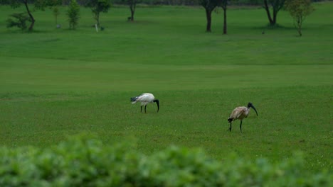 4K-Aufnahmen-Von-Zwei-Heiligen-Ibis-Vögeln,-Die-An-Einem-Regnerischen-Tag-Auf-Einem-Golfplatz-Spazieren