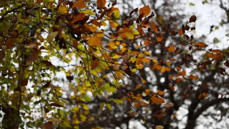 Herbstorangen,-Durch-Die-Das-Nachmittagslicht-Scheint