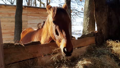 Young-Brown-Horse-Feeding-Hay-In-Stall---Horse-Feeder-On-Stable