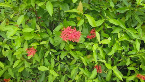 Rote-Ixora-Blume-In-Einem-Garten
