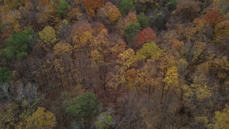 Aerial-view-pan-of-a-fall-forest-trees-on-the-mountain