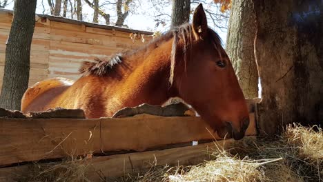 Young-Mustang-Horse-Feeding-Near-The-Haystack-At-The-Farm---Static,-Medium-Shot