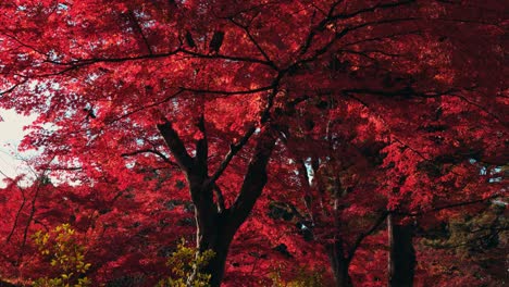 Herbstfarbene-Blätter,-Japanischer-Ahorn