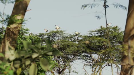 The-African-Sacred-Ibis-perched-on-a-tree-in-Nairobi,-Kenya