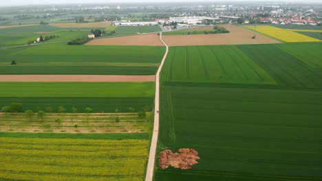 Aerial-view-of-people-walking-on-a-road,-in-middle-of-colorful-fields,-in-Bad-Weilbach,-Germany---tilt-down,-drone-shot