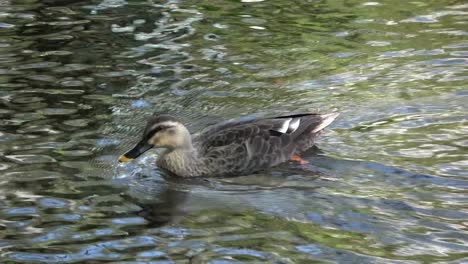 Duck-swimming-in-a-water