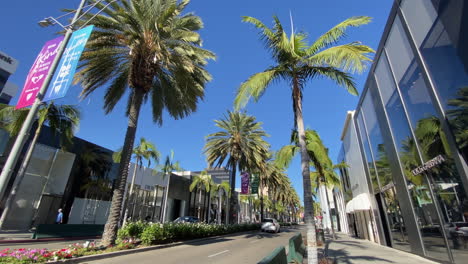 Beverly-Hills-Palm-Trees-Rodeo-Drive