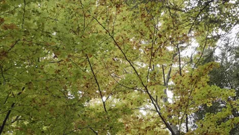 Canopy-of-leaves-in-the-autumn-forest