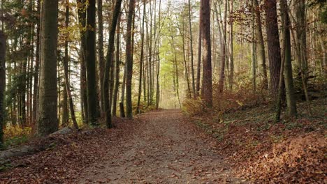 Ein-Waldweg-Im-Herbst