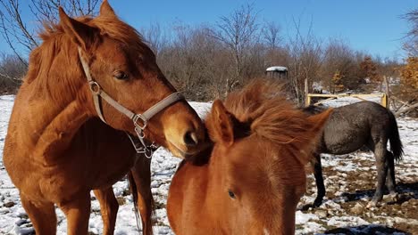 Pferde-Spielen-Und-Beißen-Mit-Grauem-Pferd,-Das-Im-Hintergrund-An-Einem-Sonnigen-Wintertag-In-Bulgarien-Trinkt---Nahaufnahme