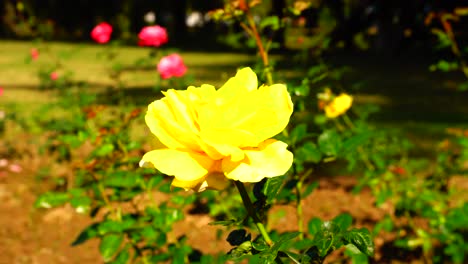 Flower-in-the-garden-shined-at-sun-43