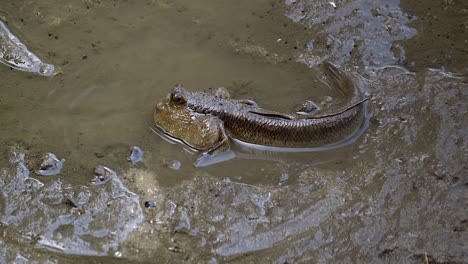 Mudskipper-In-A-Mudflat-With-Shellfish-Moving---close-up,-slow-motion