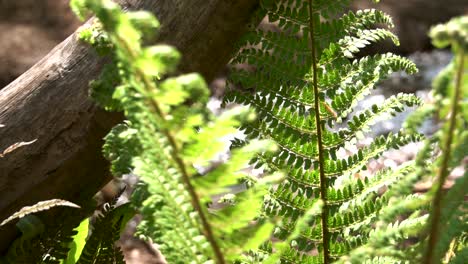Fern-in-foreground-with-glimmering-river-in-background-on-Sunny-Day-in-Forest-Ffawr,-South-Wales,-UK