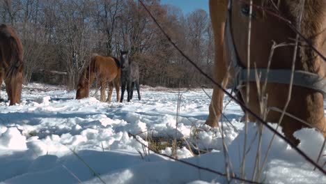 Domestic-Horse-Grazing-On-Snowy-Pasture-During-Winter