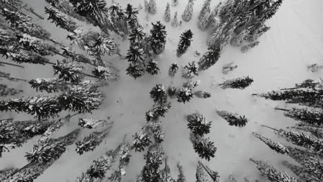 Snow-covered-forest,-top-down-aerial-view-2