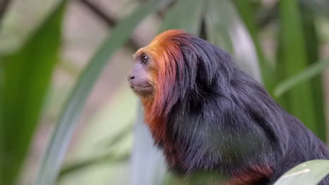 Beautiful-Golden-Headed-Lion-Tamarin-Perched-On-A-Branch---close-up