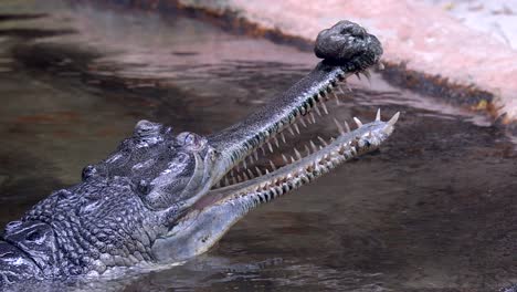Indian-Gharial-With-Sharp-Teeth-And-Mouth-Open-While-Submerged-In-The-Water---close-up,-slow-motion