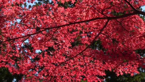 Blätter-Des-Japanischen-Roten-Ahornbaums