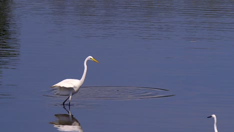 Great-Egret-Bird-Feeding-On-Fish-In-Shallow-Pond-Water-And-Flaps-Its-Wings---wide-shot,-slow-motion