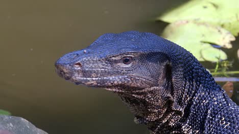 Beautiful-Malayan-Water-Monitor-Lizard--close-up