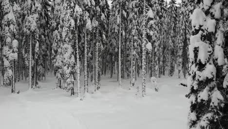 Bosque-Cubierto-De-Nieve,-Vista-Aérea-De-Arriba-Hacia-Abajo-3