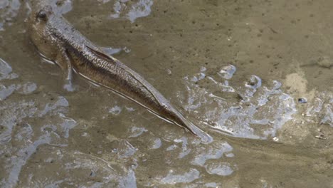 Mudskipper-Fish-Crawling-To-Land-From-Muddy-Water---close-up,-slow-motion