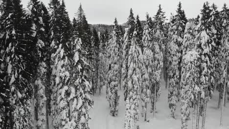 Snow-covered-forest,-top-down-aerial-view-5