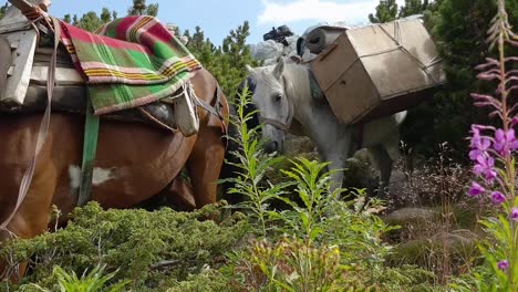Pack-Horses-Transporting-Luggages-Down-The-Mountain-Of-Rila-In-Bulgaria---close-up