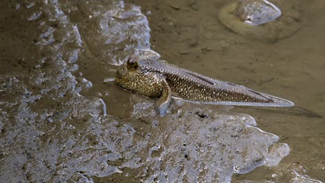 Shiny-brown-Mudskipper-moving-in-the-mud--close-up