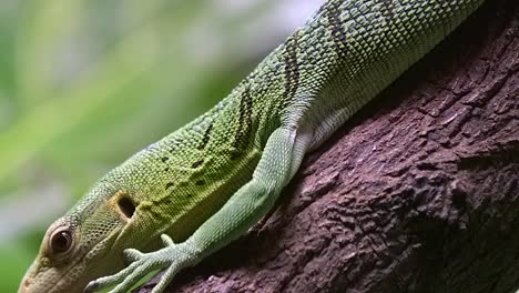 Detailed-Portrait-Of-A-Slowly-Crawling-Emerald-Tree-Monitor-With-Blurry-Forest-In-Background
