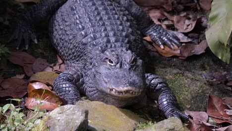 Chinesischer-Alligator-,-Der-Bei-Sonnenuntergang-Auf-Felsigem-Boden-Mit-Trocken-Fallenden-Blättern-Ruht