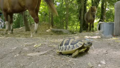 Crawling-Greek-Tortoise-With-Standing-Horses-From-Behind-Near-Countryside-Forest