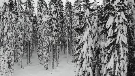 Schneebedeckter-Wald,-Luftbild-Von-Oben-Nach-Unten