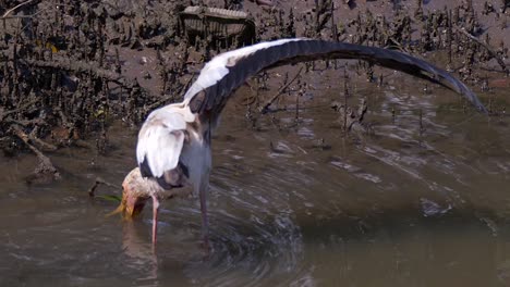 Milky-Stork-Foraging-Food-On-Shallow-Water-And-Spreading-Its-Wing