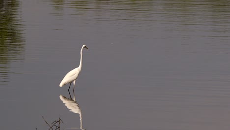 Beautiful-white-Egret-standing-quietly-in-shallow-river-water