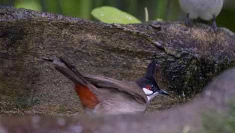 Slow-Motion-Of-A-Red-whiskered-Bulbul-Playing-With-Water-In-The-Wilderness---close-up,-low-level-shot