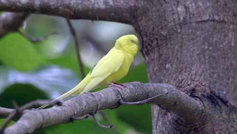 Pretty-Yellow-Parakeet-Perching-On-A-Tree-Branch---close-up
