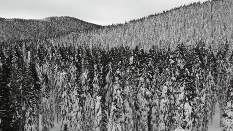 Schneebedeckter-Wald,-Luftbild-Von-Oben-Nach-Unten-7