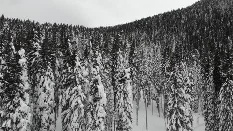 Schneebedeckter-Wald,-Luftbild-Von-Oben-Nach-Unten-6