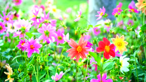 Flower-in-the-garden-shined-at-sun-17