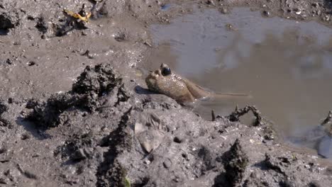 Mudskipper-Fish-On-Mud-Shore---close-up